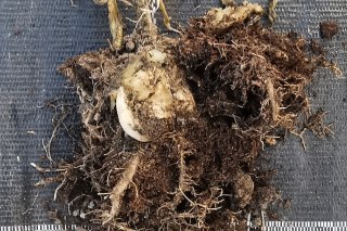 La contamination à la bactérie Ralstonia pseudosolanacearum entraîne le flétrissement des feuilles et la pourriture du rhizome du gingembre.
